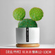 綠蔭巷子仙人掌球多肉植物盆栽室內類(lèi)電腦桌面綠植小盆栽組合好養肉肉盆景 【紅太古】白瓷含托盤(pán) 含盆