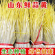 山東農(nóng)家新鮮蒜黃5斤當(dāng)季現(xiàn)割現(xiàn)發(fā)韭黃蒜苗時(shí)令蔬菜新鮮青菜 三斤