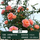 愛(ài)你一萬(wàn)年玫瑰花苗帶花苞月季盆栽特大花薔薇室內外庭院花卉綠植物四季開(kāi)花 【原盆月季當年開(kāi)花】甜夢(mèng)-中苗