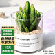 泰西絲仙人球多肉植物盆栽綠植花卉擺件 萬(wàn)重山+圓柱玻璃瓶 源頭直發(fā)