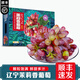 南步遼寧茉莉香葡萄【順豐速發(fā)】玫瑰香無(wú)籽脆甜紅子提新鮮孕婦水果 茉莉香葡萄 4斤