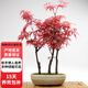 紅楓盆栽 日本紅楓老樁盆景庭院中國紅綠植 室內陽(yáng)臺觀(guān)葉植物花卉z6 日本紅楓2年苗【庭院種植，建議種植3-5棵】 不含盆