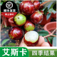 黃忠文 艾斯卡嘉寶果苗樹(shù)葡萄苗四季結果南北方種植陽(yáng)臺盆栽地栽庭院種 艾斯卡4年苗（種6個(gè)月結果）