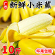 鶯棲廣西小米蕉10斤當(dāng)季新鮮水果整箱香蕉粉糯香甜蘋果焦迷你粉蕉特產(chǎn) 小米蕉 帶箱8.5-10斤