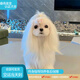 春燕美寵純種韓版馬爾濟(jì)斯犬幼犬活體幼崽寵物犬小型寵物狗馬爾濟(jì)斯寵物狗 賽級 請聯(lián)系客服