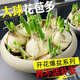 正宗漳州水仙花種球陽臺盆栽土培水養(yǎng)水仙大球室內(nèi)外冬季耐寒花卉 水仙種球【5個(gè)】+營養(yǎng)液+陶瓷盆