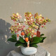芙洛拉花園【兩小時(shí)達(dá)】三色鳥(niǎo)蝴蝶蘭盆栽送禮高檔蘭花真花開(kāi)業(yè)喬遷送禮 8株三色鳥(niǎo)（瓷盆隨機(jī)）