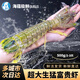 海蘊極鮮【活鮮】鮮活富貴蝦 新鮮泰國進(jìn)口巨型皮皮蝦活蝦燒烤食材 500g（2-3只）吃肉款