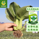 鳳鳴雅世青梗菜籽春季種子小油菜盆栽蔬菜籽四季播上海青菜種子春季菜籽  冬先青梗油菜種子10克