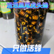 馬蜂泡酒金環(huán)虎頭3-10年老酒蜂黃蜂泡酒胡峰酒誘蜂水原材料 100只黑尾虎頭蜂發(fā)110只(新蜂) 虎頭蜂，純釀白酒