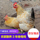 蘇北農(nóng)家散養(yǎng)3年產(chǎn)蛋老母雞土雞草雞活雞現(xiàn)殺雞肉冷鏈發(fā)貨吃糧食 三年老母雞【3.3斤左右】