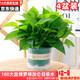 綠有意綠蘿盆栽室內(nèi)植物花卉綠植水培長藤垂吊大葉綠籮新房家用吸除甲醛 180#綠加侖吸水盆4盆+4肥 帶盆帶土發(fā)貨