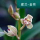 劉閣蘭花蘭花苗盆栽夏帶花苞發(fā)貨名貴花卉 金秋歲月四季開(kāi)花綠植室內香蘭 金荷3苗連體帶花苞 帶簡(jiǎn)易盆土肥