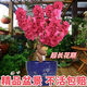 壽星桃苗重瓣桃花壽心桃盆栽盆景桃樹(shù)苗樹(shù)耐寒帶花苞陽(yáng)臺植物 壽星桃5年