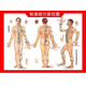 人體十二12經(jīng)絡(luò )穴位圖解任督二脈中醫養生保健穴位掛圖海報寫(xiě)真