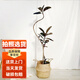 嘆為觀止大型綠植造型盆栽辦公室客廳室內(nèi)觀賞橡皮樹盆景 造型橡皮樹編織框栽好發(fā)貨 高度1.6米-1.8米