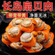 特大無(wú)冰扇貝肉 新鮮冷凍帶黃扇貝蒜蓉粉絲扇貝蝦夷扇貝燒 無(wú)冰扇貝肉3斤 20-40只/斤