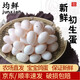 均鮮新鮮初生鴿子蛋寶寶鴿蛋雜糧喂養農家田園養殖特產(chǎn)信鴿蛋白鴿蛋 30枚 450g 左右寶寶初生蛋