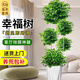 愛優(yōu)尚幸福樹盆栽客廳室內(nèi)大型綠植辦公室喬遷綠寶凈化空氣源頭直發(fā)