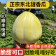 良知農哥【順豐】正宗東北甜瓜大地香瓜 京密白糖罐新鮮現摘小香瓜 5斤