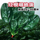 紅根趴地菠菜種子老品種塌地菠菜種籽春秋冬四季耐寒耐熱易種蔬菜 趴地菠菜種子 （788粒*5袋）好種