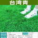 臺灣2號草坪草籽細葉結縷草草皮種子矮生四季青草種草孑庭院 進(jìn)口青2號草籽包衣1斤