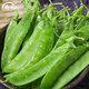 壽禾 大莢荷蘭豆種子豌豆尖龍須菜菜豌豆彎豆種家庭冬春季蔬菜籽種籽 騰田白花荷蘭豆種子500g/袋