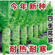 【今年新種】四季萵筍種子青皮青肉香萵筍種子高產(chǎn)耐熱耐寒萵苣籽 標(biāo)準(zhǔn) 剛到新種1包30粒（新手試種）