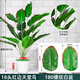 雙盟18頭仿真紅邊天堂鳥(niǎo)盆栽人造綠植花室內假植物裝飾塑料花卉白螺紋