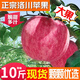洛川蘋果陜西延安特產(chǎn)紅富士時(shí)令蘋果水果禮盒送蘋果生鮮新鮮脆甜整箱批發(fā) 10斤大果80-85mm（凈重8.5斤）