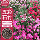 壽禾 石竹花種子苗盆栽庭院室內外種植花卉種籽 五彩石竹種子約1000粒