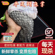 桃李旺（taoliwang）鱷魚生鮮肉 新鮮現(xiàn)殺整條鱷魚 鱷魚尾 鱷魚掌 鱷魚身段年貨送禮盒 【3斤】半皮鱷魚掌