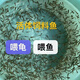 桐汝壁活體飼料魚(yú)麥穗魚(yú)小魚(yú)苗喂龍魚(yú)羅漢鱷龜開(kāi)口飼料魚(yú)淡水魚(yú)活魚(yú)包活 飼料魚(yú)1-2厘米50條送10%防損