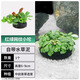 逸樂(lè )寵魚(yú)缸水草植物大坨草增氧陰性增氧淡水新手懶人水榕造景水培坨草 紅綠網(wǎng)紋混合小坨