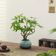 八芽盆栽發(fā)財樹(shù)植物室內禪意招財樹(shù)盆景辦公室桌面綠植源頭直發(fā)包郵 五福發(fā)財樹(shù)-圓肚盆-紫砂托 含盆