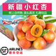 諸氏橙品【空運】新疆小白杏 2025紅杏子鮮果 新鮮水果 當季輪臺甜杏禮盒 巨無霸3XL果4斤禮盒 (單果20g+)