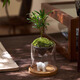 八芽趣味鮮活苔蘚微型景觀(guān)創(chuàng  )意室內桌面生態(tài)綠植盆栽盆景懶人好養植物 觀(guān)山羅漢松-小白熊-含竹底托 帶玻璃杯