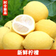 密水農家嚴選黃檸檬 新鮮檸檬 當季鮮果 水果生鮮皮薄多汁 1200g 大果（120g+） 共5對