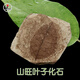 天然植物樹(shù)葉子三葉蟲(chóng)菊石角石牙齒古生物化石原石礦石標本擺件真 SWYZ-隨機款實(shí)物非此圖發(fā)75元的