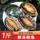 鮮馳 新鮮國(guó)產(chǎn)冷凍大鮑魚凈重430g（11-12頭/斤)海鮮 生鮮- 源頭直發(fā)