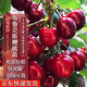 四萬(wàn)公里【買(mǎi)一送一】車(chē)厘子樹(shù)苗布魯克斯櫻桃樹(shù)水果樹(shù)苗南北方種盆栽地栽