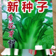 【新種上市】新西蘭進口甜麥菜種子甜脆油麥菜籽蔬菜種子大全 【新種上市】花芽甜嘜菜種子 粒粒精選【1包約1060?！扛钔暧? title=