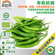 彩虹雨北京農(nóng)場 有機杭椒辣椒250g歐盟認證 有機蔬菜自有農(nóng)場新鮮直發(fā)