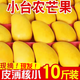 卉雙海南小臺芒10斤新鮮現(xiàn)摘當(dāng)季熱帶水果甜心芒果核小小臺農(nóng)芒果整箱 小臺芒 帶箱5斤大果