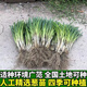 四季小香蔥種苗蔥苗分蔥苗帶根切葉批發(fā)幼苗陽臺盆栽農(nóng)田種植 四季小香蔥 四季小香蔥100根加50根(150根