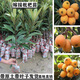 枇杷苗樹(shù)苗特大嫁接早鐘六號大五星枇杷樹(shù)苗可盆栽南方種當年結果 大五星枇杷苗 三年苗