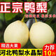 求甜若果【河北正宗鴨梨】當(dāng)季新鮮水果10/5/3斤裝水晶梨薄皮梨子整箱包郵 特級鴨梨凈重9斤