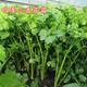 獅灣蔬菜苗菜苗種苗各種秧苗青椒苗番茄苗辣椒西紅柿春季黃瓜辣椒茄子 四季小香芹苗【10顆】