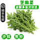 【順豐】羽衣甘藍 新鮮沙拉菜 都市健康輕食蔬菜 芝麻菜500g