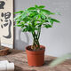 奇趣發(fā)財樹(shù)獨桿發(fā)財樹(shù)五福發(fā)財樹(shù)三桿發(fā)財樹(shù)盆栽中式禪意綠植盆栽 【恣意優(yōu)雅】奇趣發(fā)財樹(shù)原盆土